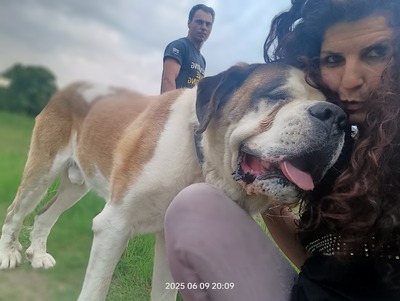 Steve, der sanfte Riese mit schwerer Vergangenheit, Mischling - Rüde