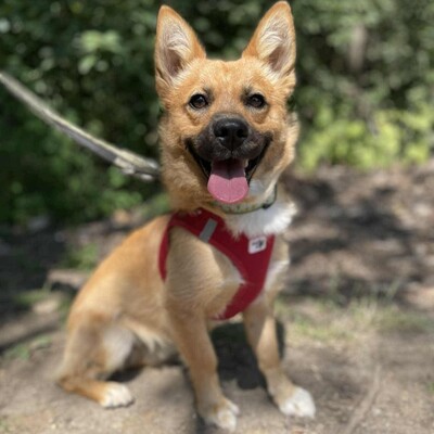 💥Steven ist freundlich, sehr sanft und lieb und liebt die Gesellschaft ruhigerer Hunde 🥰, Mischling - Rüde