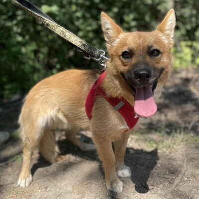 💥Steven ist freundlich, sehr sanft und lieb und liebt die Gesellschaft ruhigerer Hunde 🥰, Mischling - Rüde