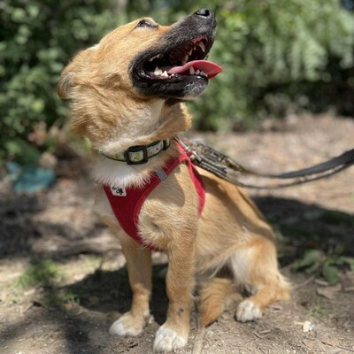 💥Steven ist freundlich, sehr sanft und lieb und liebt die Gesellschaft ruhigerer Hunde 🥰, Mischling - Rüde