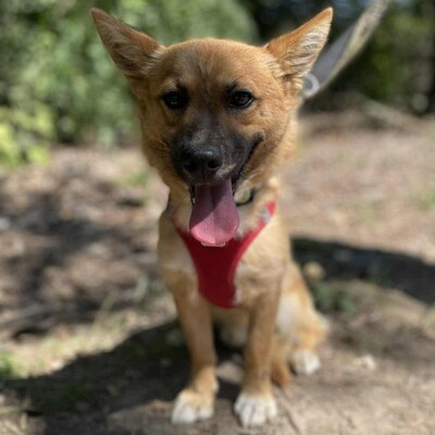 💥Steven ist freundlich, sehr sanft und lieb und liebt die Gesellschaft ruhigerer Hunde 🥰, Mischling - Rüde