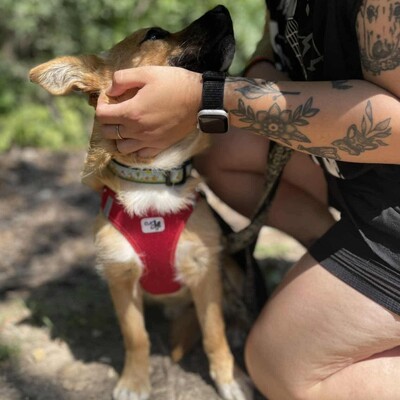 💥Steven ist freundlich, sehr sanft und lieb und liebt die Gesellschaft ruhigerer Hunde 🥰, Mischling - Rüde