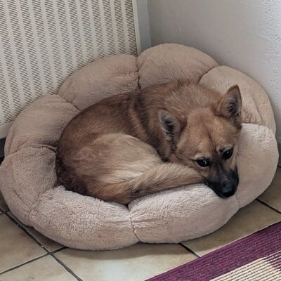 💥Steven ist freundlich, sehr sanft und lieb und liebt die Gesellschaft ruhigerer Hunde 🐶