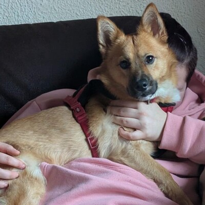 💥Steven ist freundlich, sehr sanft und lieb und liebt die Gesellschaft ruhigerer Hunde 🐶, Mischling - Rüde