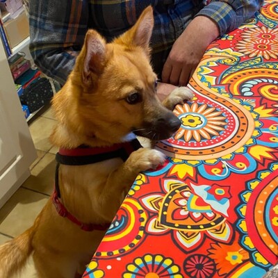 💥Steven ist freundlich, sehr sanft und lieb und liebt die Gesellschaft ruhigerer Hunde 🐶, Mischling - Rüde