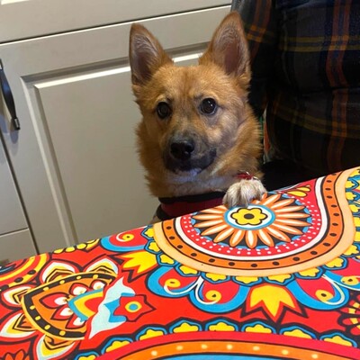 💥Steven ist freundlich, sehr sanft und lieb und liebt die Gesellschaft ruhigerer Hunde 🐶, Mischling - Rüde