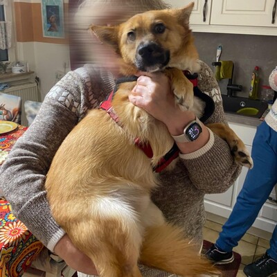 💥Steven ist freundlich, sehr sanft und lieb und liebt die Gesellschaft ruhigerer Hunde 🐶, Mischling - Rüde