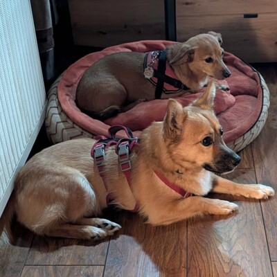 💥Steven ist freundlich, sehr sanft und lieb und liebt die Gesellschaft ruhigerer Hunde 🐶, Mischling - Rüde