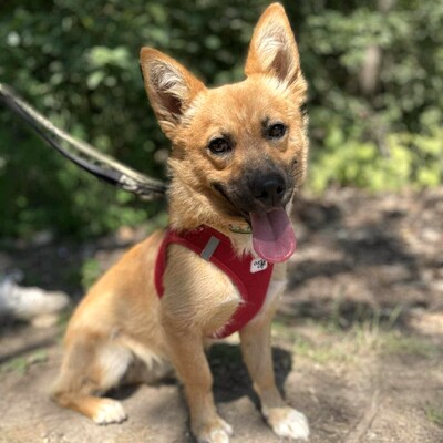 💥Steven ist freundlich, sehr sanft und lieb und liebt die Gesellschaft ruhigerer Hunde 🥰, Mischling Welpen - Rüde