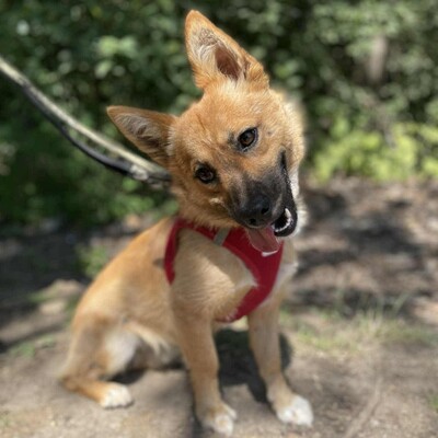 💥Steven ist freundlich, sehr sanft und lieb und liebt die Gesellschaft ruhigerer Hunde 🥰, Mischling Welpen - Rüde