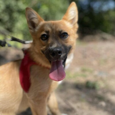 💥Steven ist freundlich, sehr sanft und lieb und liebt die Gesellschaft ruhigerer Hunde 🥰, Mischling Welpen - Rüde