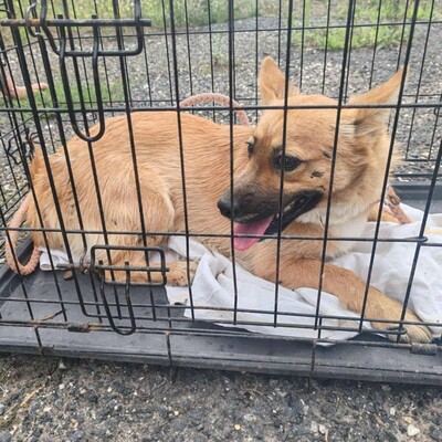 💥Steven ist freundlich, sehr sanft und lieb und liebt die Gesellschaft ruhigerer Hunde 🥰, Mischling Welpen - Rüde