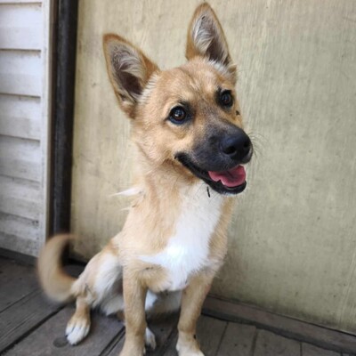 💥Steven ist freundlich, sehr sanft und lieb und liebt die Gesellschaft ruhigerer Hunde 🥰, Mischling Welpen - Rüde