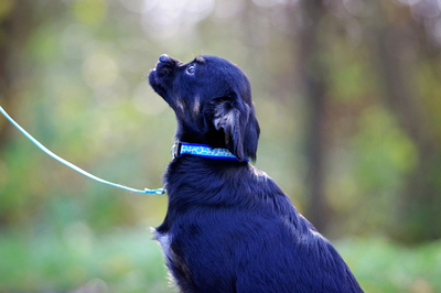 Stevie, Chester,, Mischling Welpen - Rüde