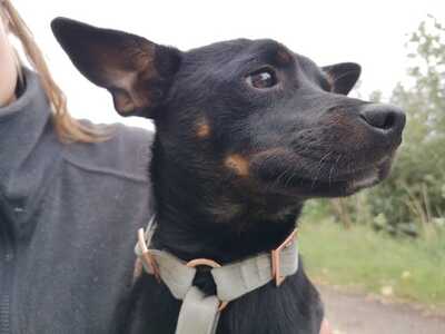 Stew - Süßer Mischling, ca. 1 Jahr/33cm/6kg, Mischling - Rüde