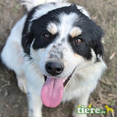 Stina, Mischling - Hündin