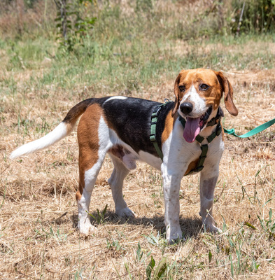 Stitch - ein ganz Lieber, Beagle - Rüde