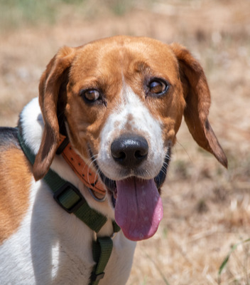 Stitch - ein ganz Lieber, Beagle - Rüde
