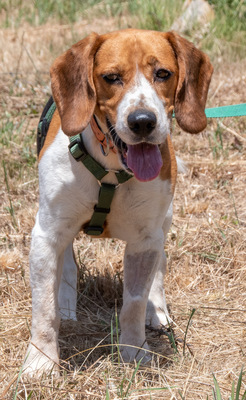 Stitch - ein ganz Lieber, Beagle - Rüde