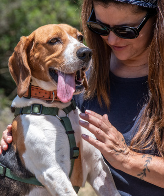 Stitch - ein ganz Lieber, Beagle - Rüde