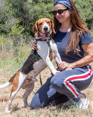 Stitch - ein ganz Lieber, Beagle - Rüde