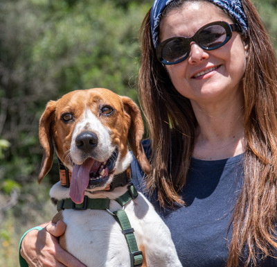 Stitch - ein ganz Lieber, Beagle - Rüde