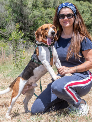 Stitch - ein ganz Lieber, Beagle - Rüde