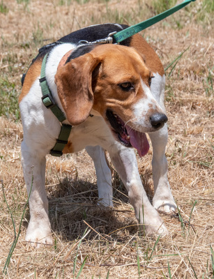 Stitch - ein ganz Lieber, Beagle - Rüde