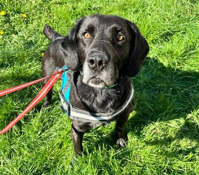 Stop Labrador möchte endlich auch ein Zuhause