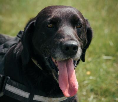 Stop Labrador wartet im Tierheim auf sein Zuhause, Labrador - Rüde