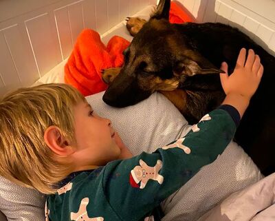 Stormy - Verspielter Mischlingsbube, ca. 10 Monate, Mischling - Rüde