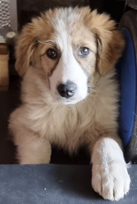 Strolch, Herdenschutz Mix Welpen - Rüde