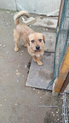 Strolch, Mischling - Rüde