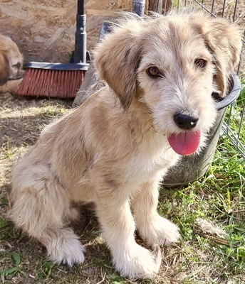 Strolch, Mix - Rüde