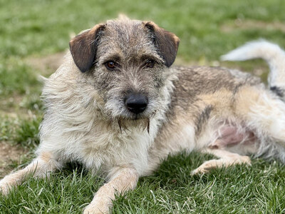 Strolchi - NOTFALL Österreich, Mischling - Rüde