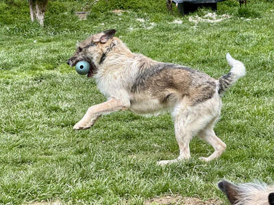Strolchi - NOTFALL Österreich, Mischling - Rüde