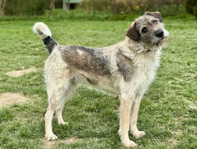 Strolchi - NOTFALL Österreich, Mischling - Rüde