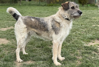 Strolchi - NOTFALL Österreich, Mischling - Rüde