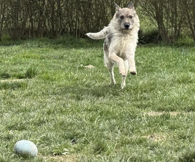 Strolchi - NOTFALL Österreich