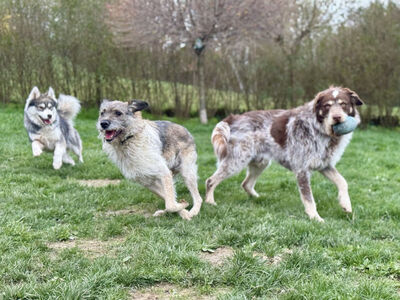 Strolchi - NOTFALL Österreich, Mischling - Rüde