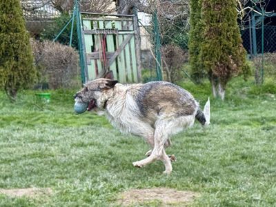 Strolchi - NOTFALL Österreich, Mischling - Rüde