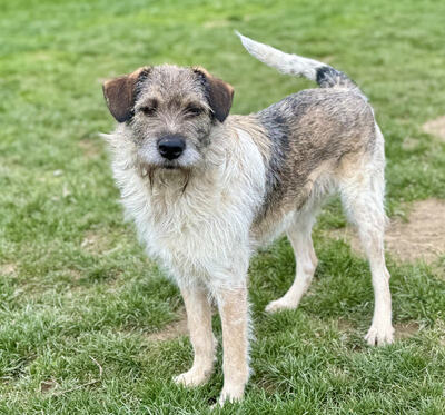 Strolchi - NOTFALL Österreich, Mischling - Rüde