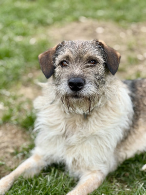 Strolchi - NOTFALL Österreich