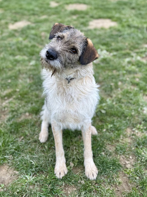 Strolchi - NOTFALL Österreich, Mischling - Rüde