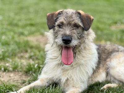 Strolchi - NOTFALL Österreich, Mischling - Rüde