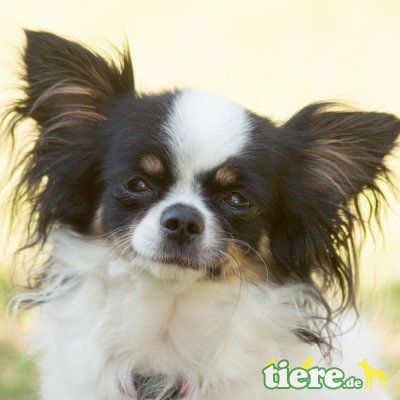 Strolchilein mit Lumpilein, Chihuahua langhaariger Schlag - Rüde