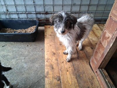 Strubbelmaus Fee wartet auf ihr Für immer Zuhause, Mischling - Hündin