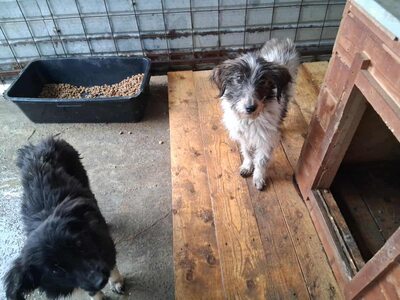 Strubbelmaus Fee wartet auf ihr Für immer Zuhause, Mischling - Hündin