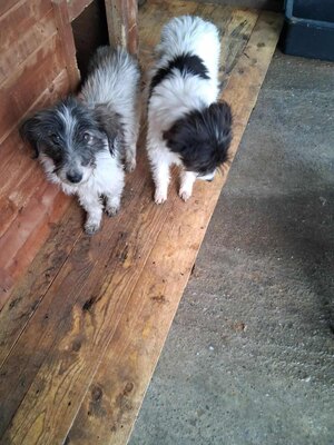 Strubbelmaus Fee wartet auf ihr Für immer Zuhause, Mischling - Hündin