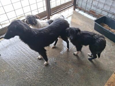 Strubbelmaus Fee wartet auf ihr Für immer Zuhause, Mischling - Hündin